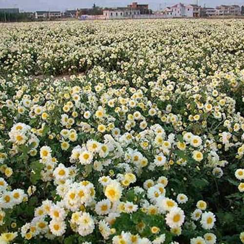 芜湖药材商户