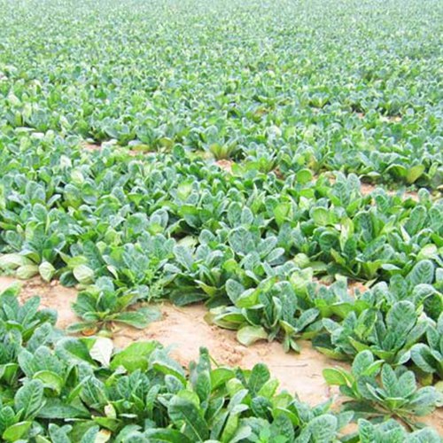 河南地黄 药材种植户——张先生