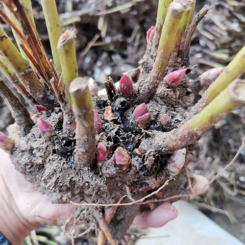 白芍 