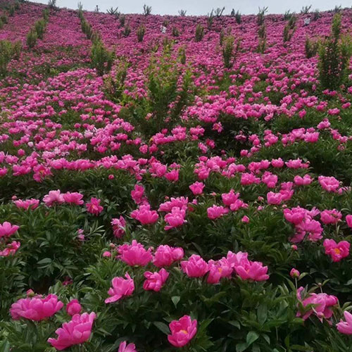 白芍