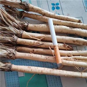 防风