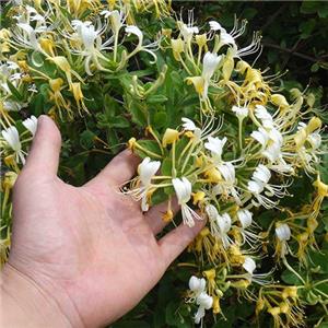 金银花
