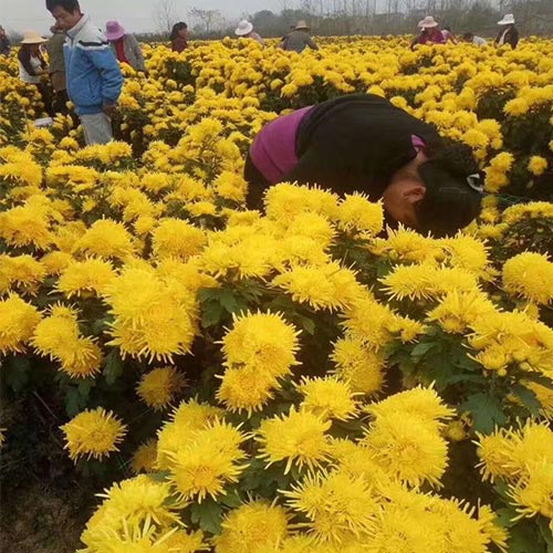 菊花