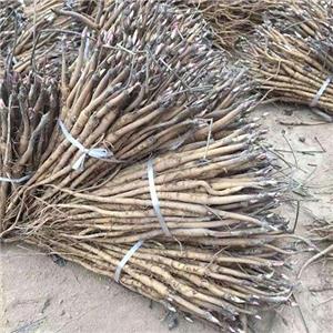 油用牡丹