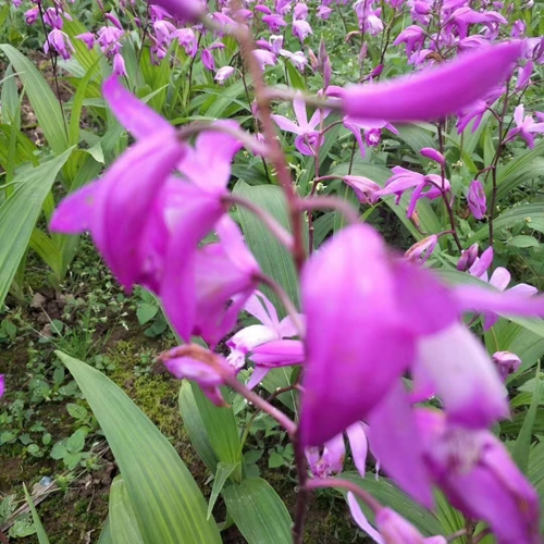 白芨